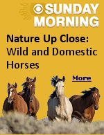 Although untamed horses in America are referred to as ''wild'', they actually decended from domestic horses brought here by the Spanish.